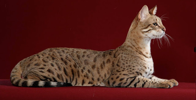 Animal Planet, The elegant savannah cats