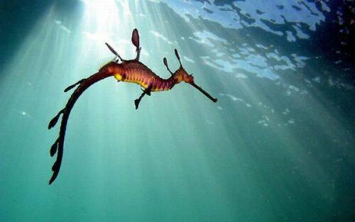 dragon de mar
