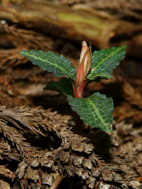 Goodyera biflora