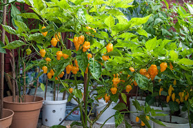 Trinidad Perfume Habanero plodovi close up