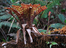 Bromeliaceae