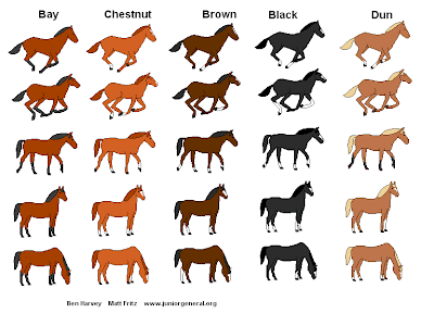 It is always a problem to chose a color for the horses.