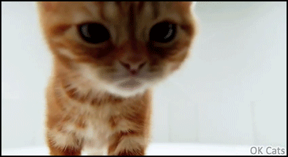 Funny Kitten GIF • Curious ginger Kitty. “Hello is there anyone alive out there?” [ok-cats.com]