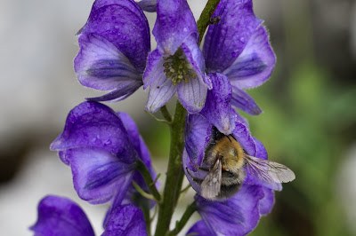 Aconitum tauricum – Venus’ Chariot (Aconito taurico)