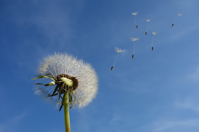 Diente de León, panadero, plumerillo, amargon