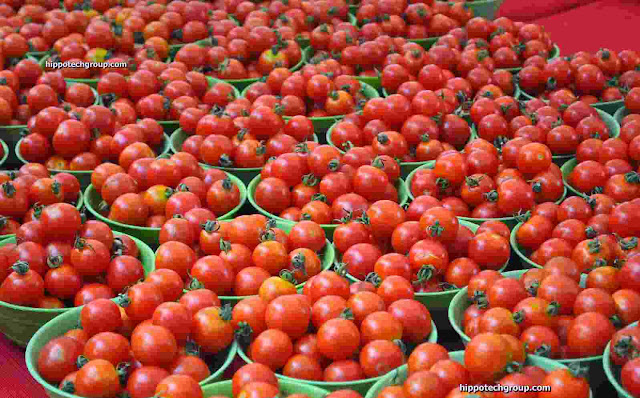 Tomato Farming Business