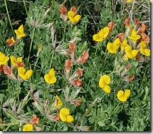 Anthyllis