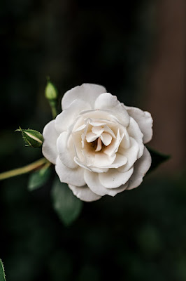 صور وردة بيضاء طبيعية