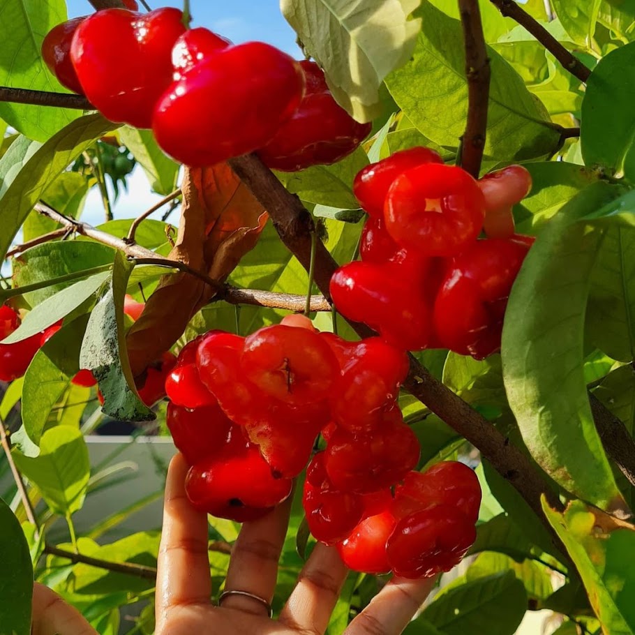 bibit jambu kancing merah putih cocok untuk produktif buah Bandar Lampung