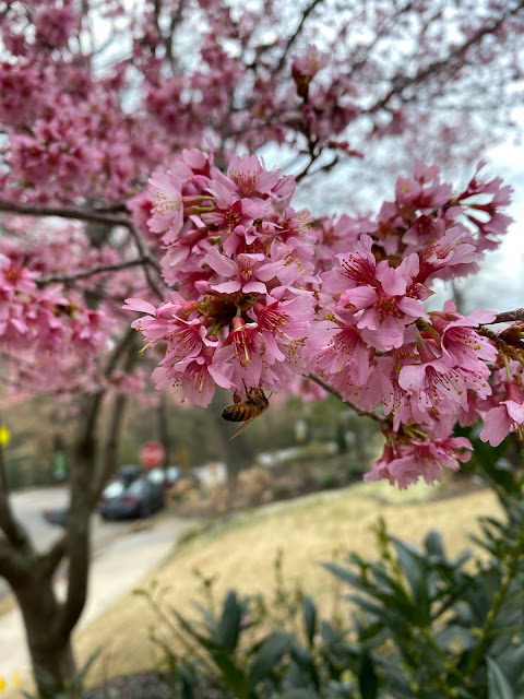 bee,beekeeping,foraging,winter, winter-flowering cherry