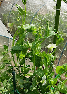 菜園ブログ スナップエンドウの支柱建て