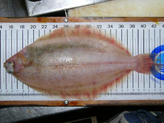 Witch Flounder (Glyptocephalus cynoglossus)