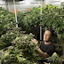 Study: Marijuana affects brain’s reward center