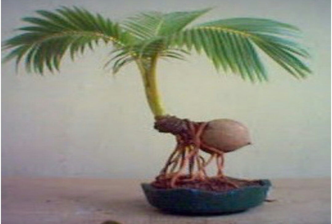  Bonsai merupakan seni mengkerdilkan pohon di dalam pot berukuran kecil yang karenanya meng Bagaiamana Memulai Usaha Bonsai Kelapa? Ketahui 5 Tips Berikut Ini