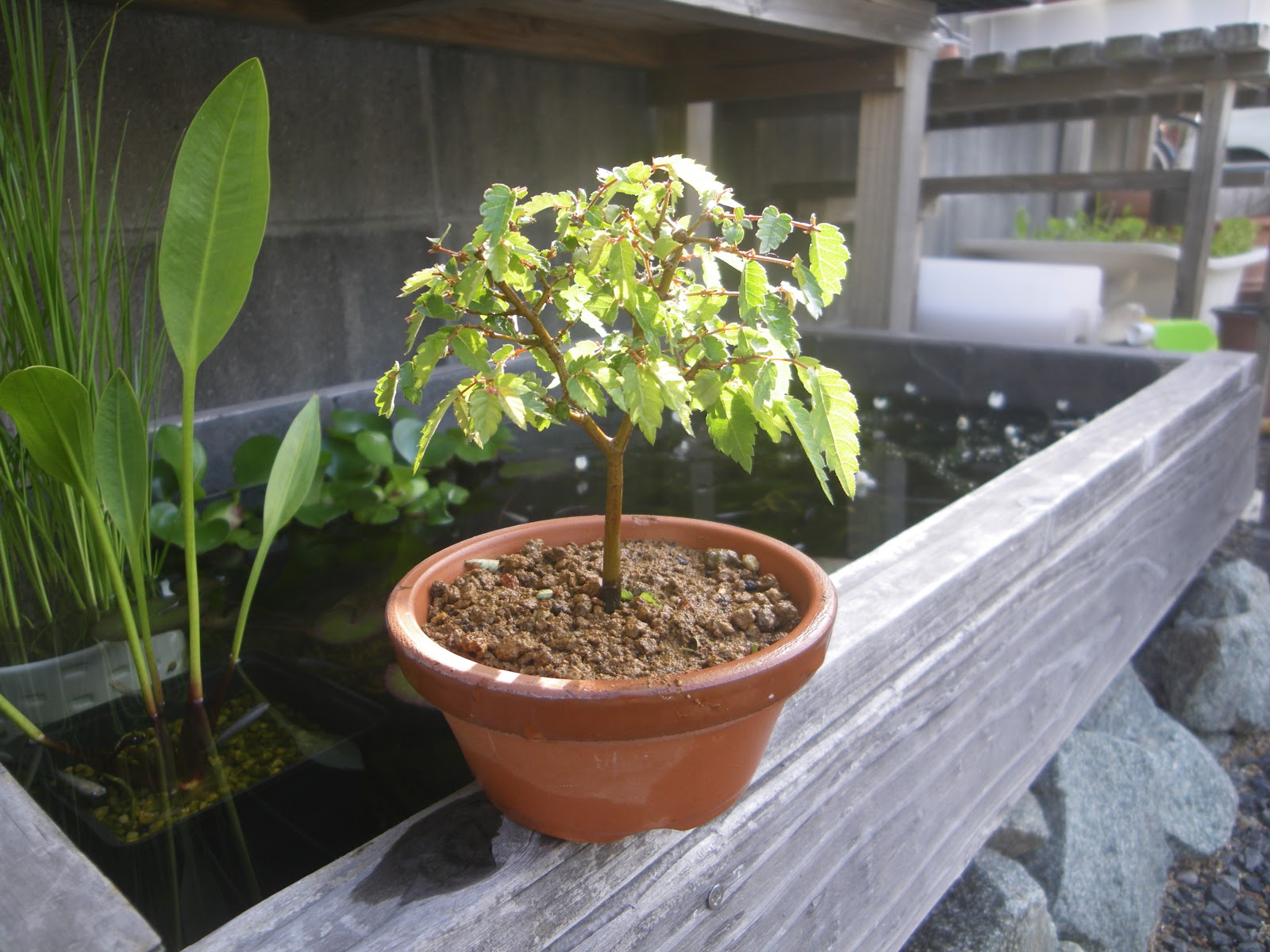 ケヤキを種から育てる方法 盆栽や鉢植えにして紅葉を楽しむ メダカの大工