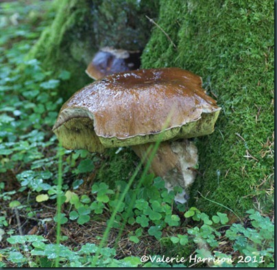 1-toadstool