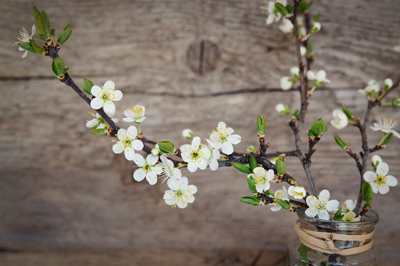 How To Force Flowering Cherry Branches Indoors