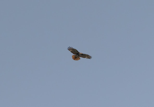 Red-tailed Hawk - Mead Botanical Garden, Florida