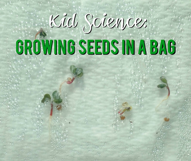 Kid Science: Growing Seeds In A Bag--Learn about how seeds grow!  A great activity to do at home with the kids or for a pre-K thru 1st grade lesson.