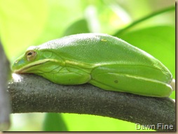 American Tree Frog_20090503_007