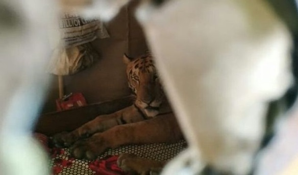 Tired tiger takes a nap in bed after escaping floods by running into family home