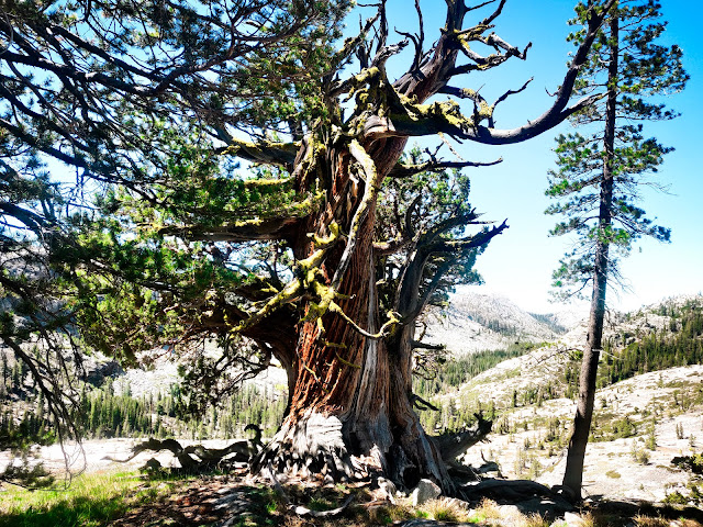 Gnarled juniper tree overlooking Cherry Creek canyon