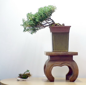 PJM Rhododendron bonsai trained in semicascade style