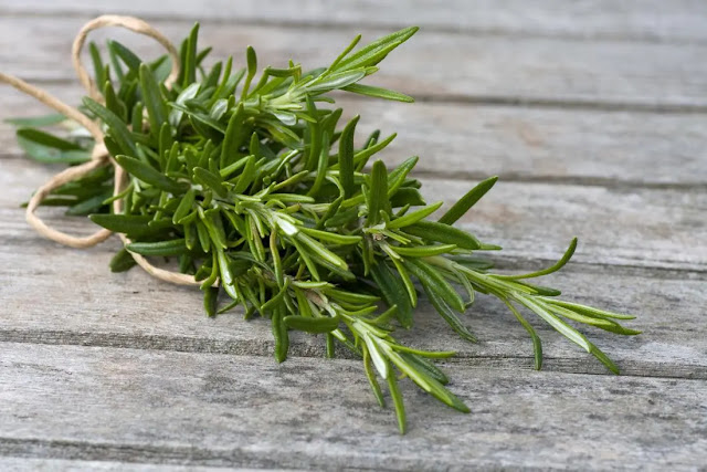 Unveiling the Verdant Wonder: Exploring the Profound Health Benefits of Rosemary
