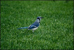 bird