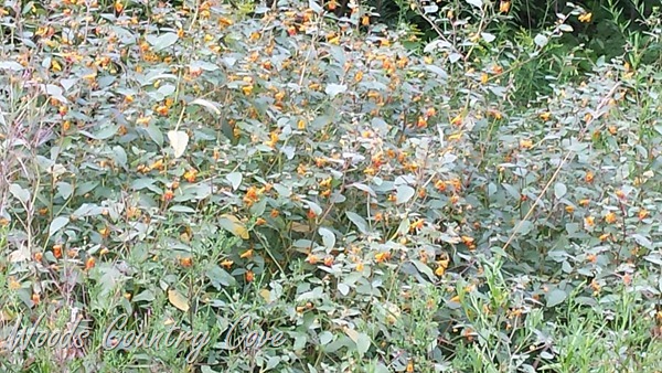 20150828_090848