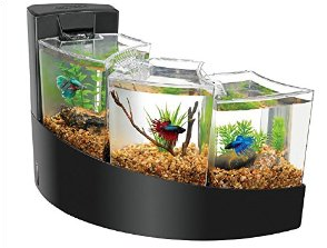 Betta Fish Tanks Bentuk Akuarium Ikan  Cupang Indah 