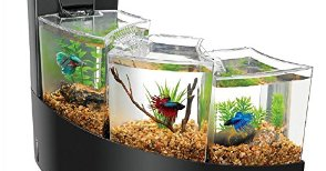Betta Fish Tanks Bentuk Akuarium Ikan  Cupang Indah 