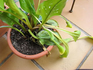 Zantedeschia 'Florex Gold'