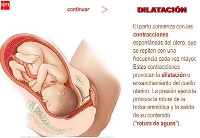 http://www3.gobiernodecanarias.org/medusa/contenidosdigitales/programasflash/Conocimiento/Reproduccion/reproduccion1064_11.swf