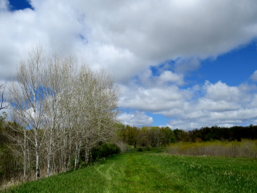 spring sky with aspens