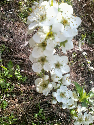 fllores de prunus domestica