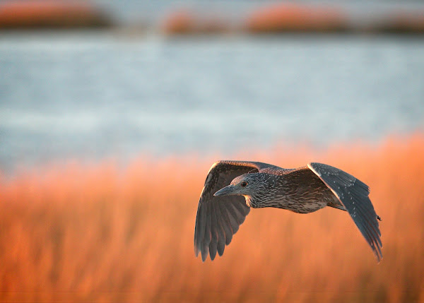 Immature Yellow-Crowned Night Heron flying at sunset.