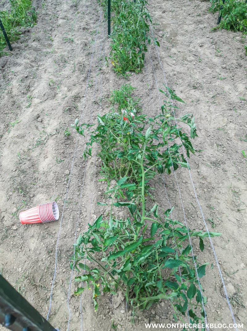 DIY tomato trellis | On The Creek Blog // www.onthecreekblog.com