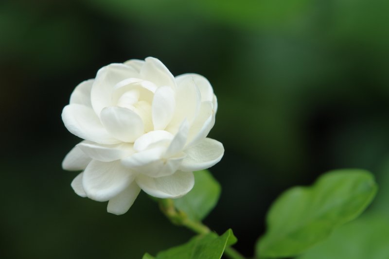 7 different types of flowers Philippines National Flower | 800 x 533