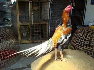  Ayam  Sabung Sejarah Ayam  Sabung