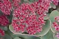 Sedum Sunset Boulevard - Sunset Boulevard Stonecrop care