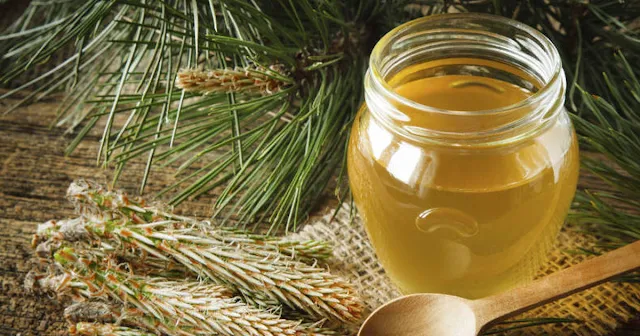 Pine Needle Syrup