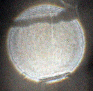 orb with two stripes