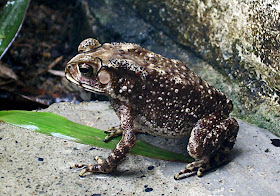 stock photo of brown frog