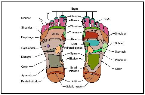 circulatory system of frog. circulatory system of frog