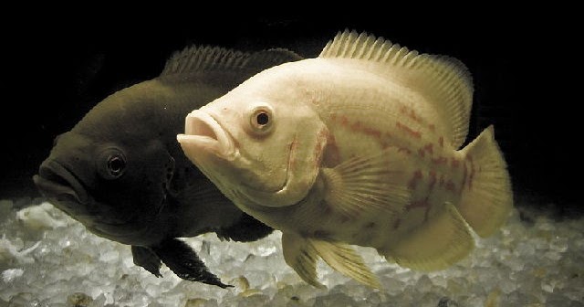 Gambar Ikan  Oscar  Tercantik Harga  Mahal