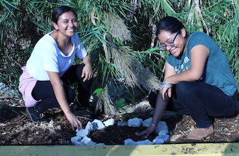 Organiza UT Cancún BIS jornada de reforestación