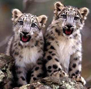 Leopardos cachorros