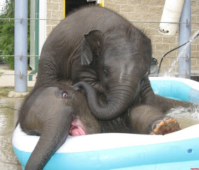 funny animal pics, animal photos, two baby elephants in pool