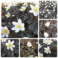 Анемона дубравная (Anemone nemorosa) 'Dark Leaf'